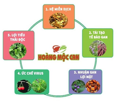 [Review] HOÀNG MỘC CAN có tốt không? Mua bán ở đâu? Giá bao nhiêu 2020?